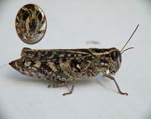 Réf. 198 954 : Calliptamus barbarus barbarus